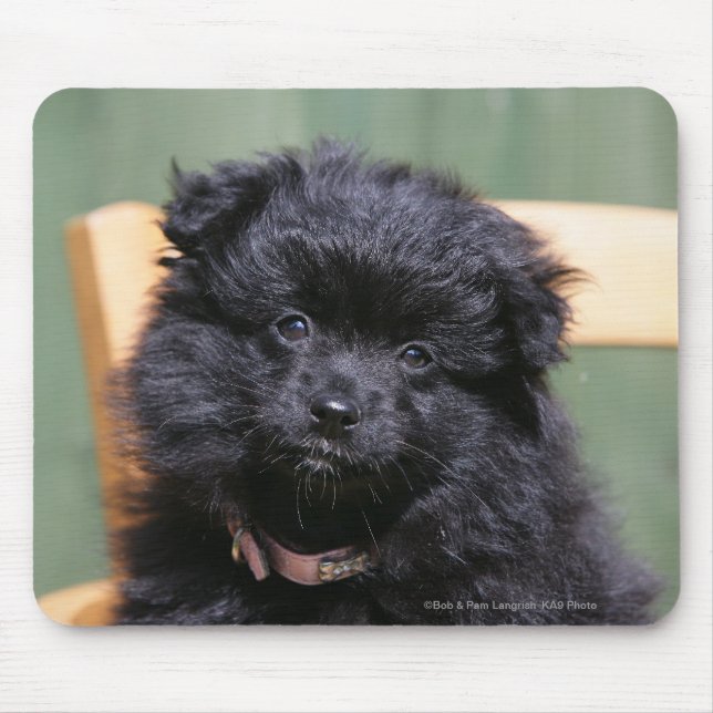 Schwarzer Spitz-Welpe Mousepad (Vorne)