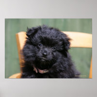 Schwarzer Spitz Welpe