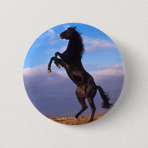 Schwarzer Stallion Button