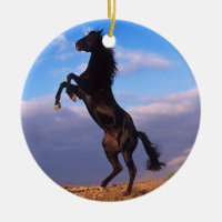 Schwarzer Stallion