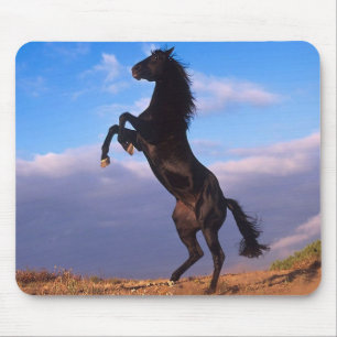 Schwarzer Stallion Mousepad