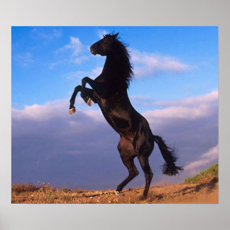 Schwarzer Stallion Poster