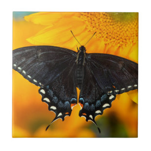 Schwarzer Tiger Fliese