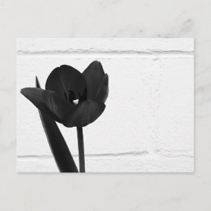 Schwarzer Tulip Postkarte