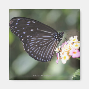 Schwarzer und blauer Schmetterling auf Blume Magnet