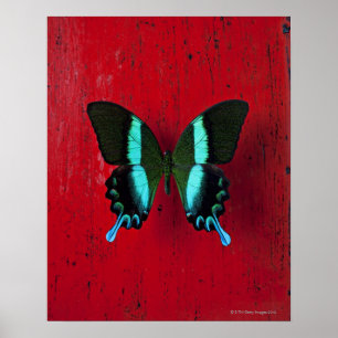 Schwarzer und blauer Schmetterling auf roter Wand Poster
