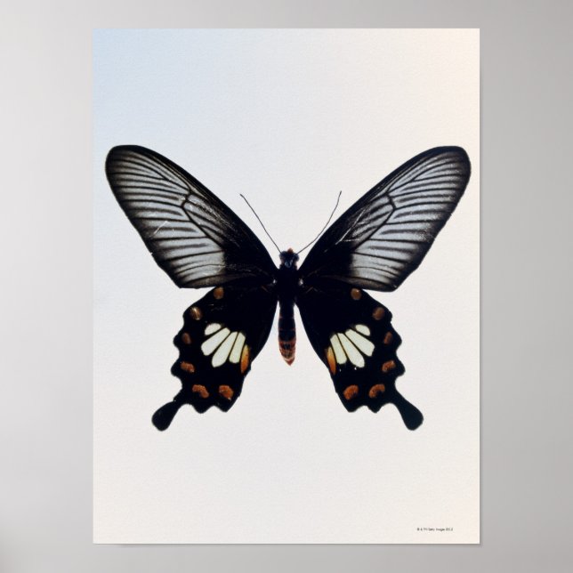 Schwarzer und brauner Schmetterling Poster (Vorne)