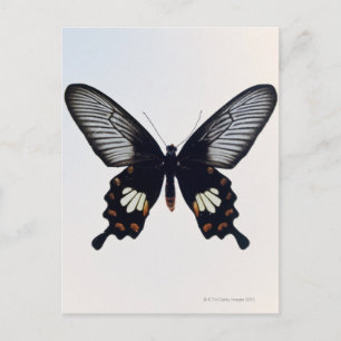 Schwarzer und brauner Schmetterling Postkarte