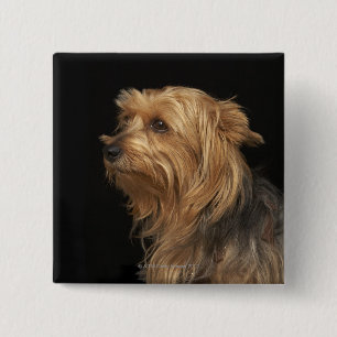 Schwarzer und brauner Yorkie verließ Profil auf Button