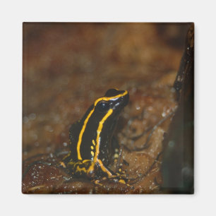 Schwarzer und Gelber Frosch Magnet