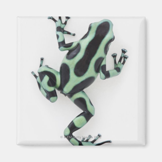 Schwarzer und grüner Gift-Dart-Frosch 2 Magnet (Vorne)