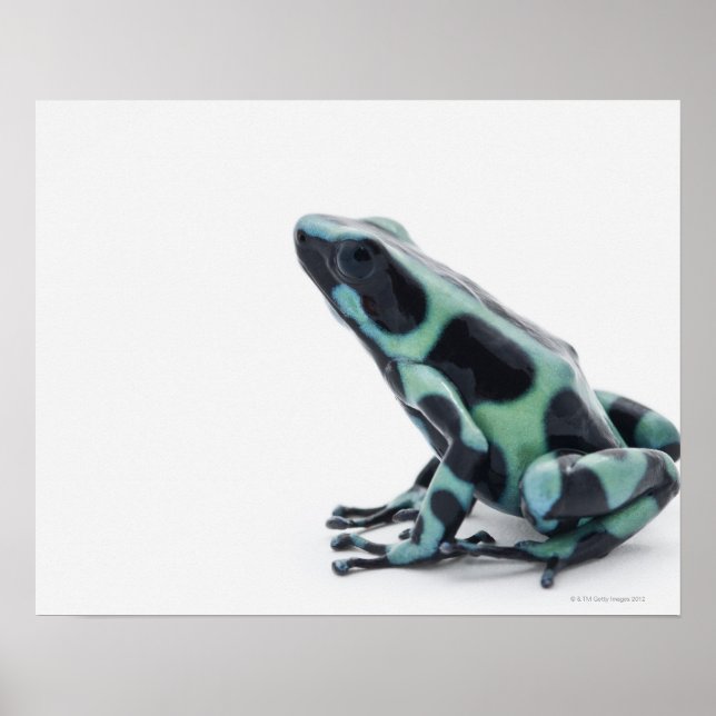 Schwarzer und grüner Gift-Dart-Frosch Poster (Vorne)