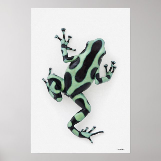 Schwarzer und grüner Gift-Dart-Frosch Poster (Vorne)