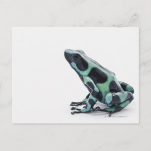 Schwarzer und grüner Gift-Dart-Frosch Postkarte