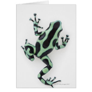 Schwarzer und grüner Gift-Pfeil-Frosch 2