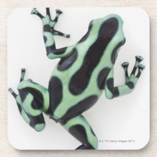 Schwarzer und grüner Gift-Pfeil-Frosch 2 Getränkeuntersetzer