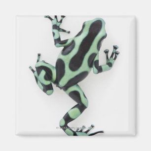 Schwarzer und grüner Gift-Pfeil-Frosch 2 Magnet