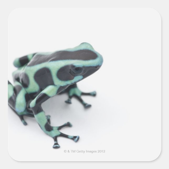 Schwarzer und grüner Giftdarmfrosch (Dendrobaten) Quadratischer Aufkleber (Vorderseite)