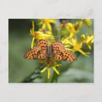 Schwarzer und orangefarbener Schmetterling auf gel