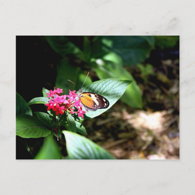 Schwarzer und orangefarbener Schmetterling Postkarte (Vorderseite)