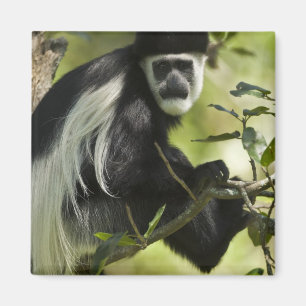 Schwarzer und weißer Colobus-Affe Magnet