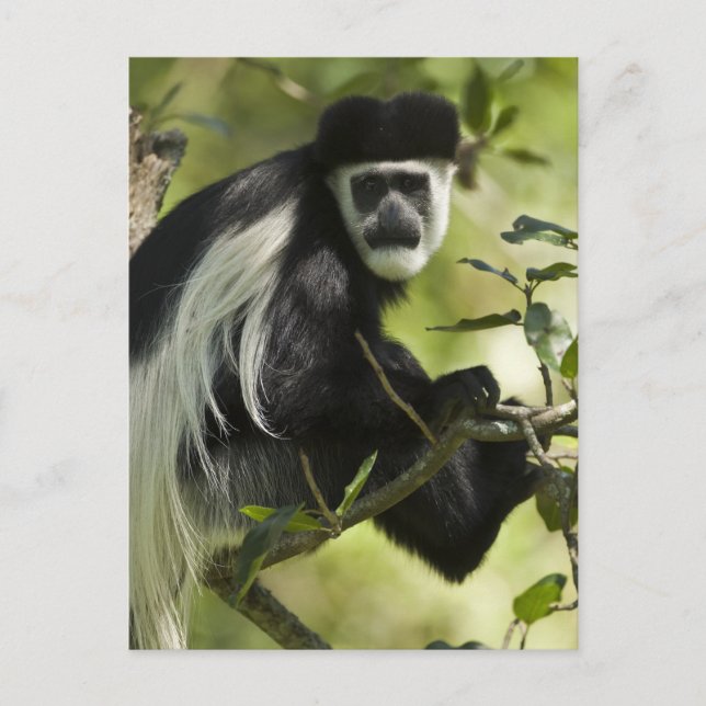 Schwarzer und weißer Colobus-Affe Postkarte (Vorderseite)