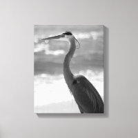 Schwarzer und weißer Heron am Strand 11x14