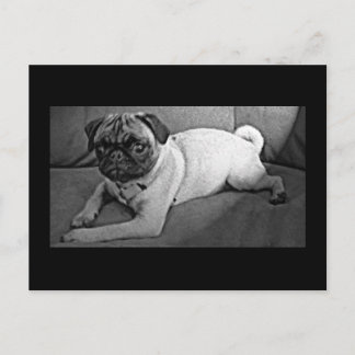 Schwarzer und weißer Mops Postkarte