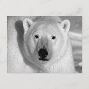 Schwarzer und weißer Polar Postkarte