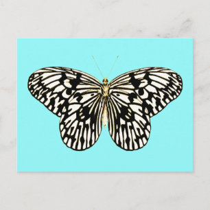 Schwarzer und weißer Schmetterling, türkischer Hin Postkarte