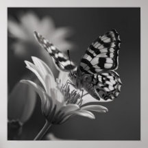 Schwarzer und Weißer Schmetterling und Blume