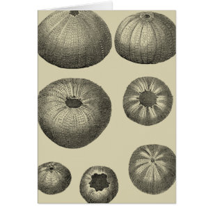 Schwarzer und Weißer Seeteufel