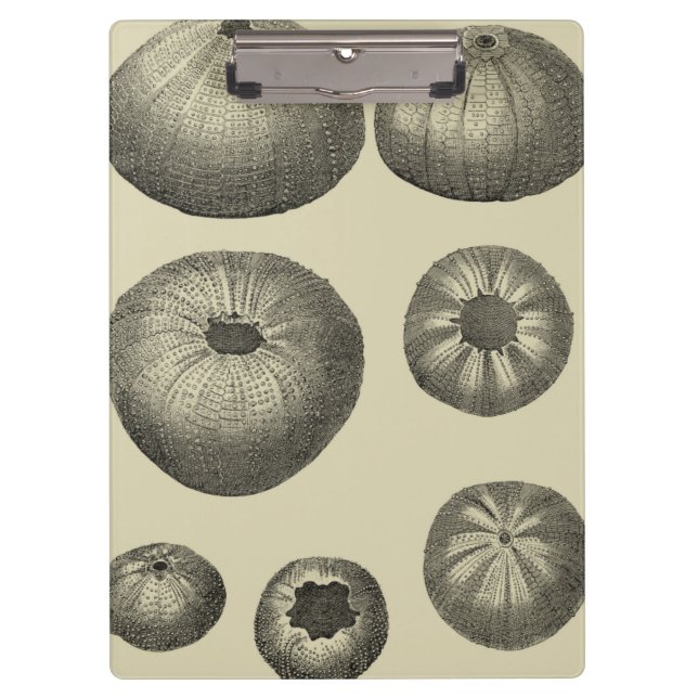 Schwarzer und Weißer Seeteufel Klemmbrett (Vorderseite)