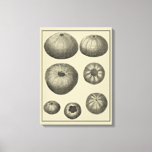 Schwarzer und Weißer Seeteufel Leinwanddruck