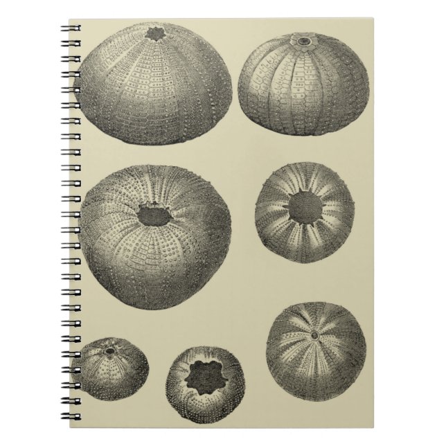 Schwarzer und Weißer Seeteufel Notizblock (Vorderseite)