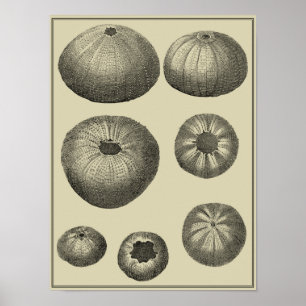 Schwarzer und Weißer Seeteufel Poster