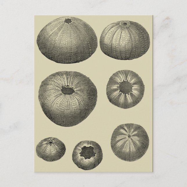 Schwarzer und Weißer Seeteufel Postkarte (Vorderseite)