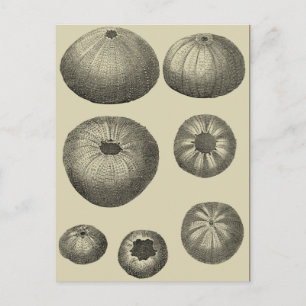 Schwarzer und Weißer Seeteufel Postkarte