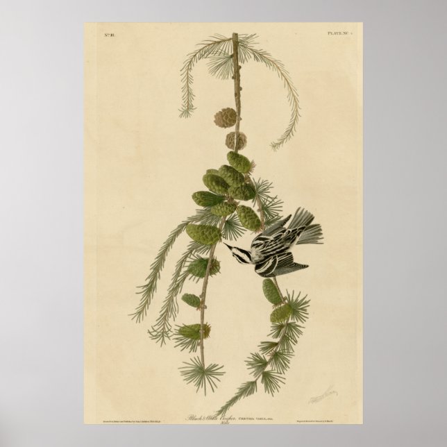 Schwarzer und weißer Strampler Poster (Vorne)