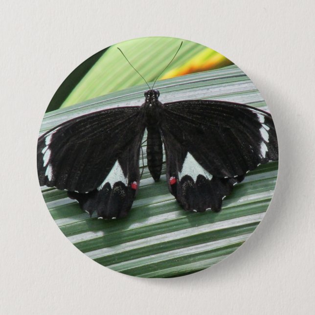 Schwarzer und weißer tropischer Schmetterling Button (Vorderseite)