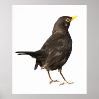 Schwarzer Vogel auf weißer Acrylmalerei Abgeschied