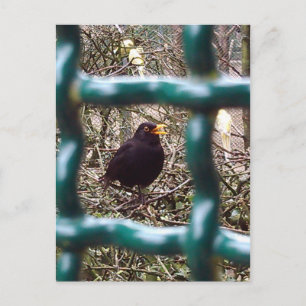 Schwarzer Vogel hinter Gittern, Tier, Vögel, Schwa Postkarte