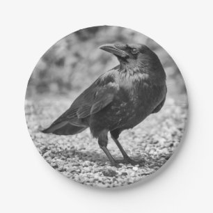 Schwarzer Vogel, Krähe, auf den Felsen Pappteller