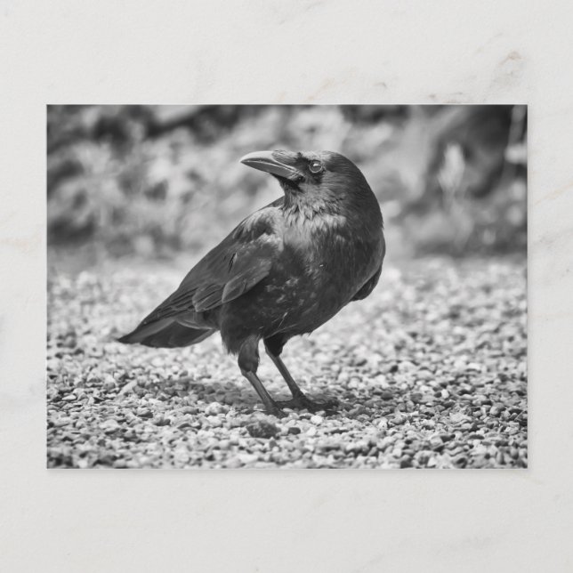 Schwarzer Vogel, Krähe, auf Felsen Postkarte (Vorderseite)