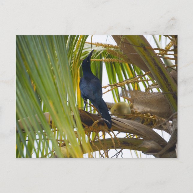 Schwarzer Vogel Postkarte (Vorderseite)