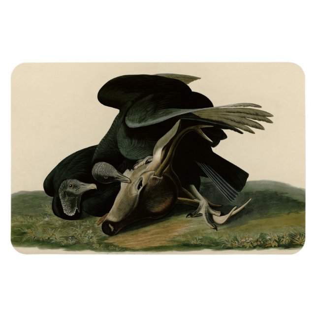 Schwarzer Vulture von Audubons Vögeln in Amerika Magnet (Horizontal)