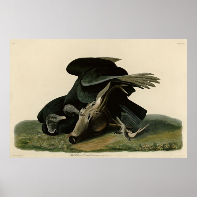 Schwarzer Vulture von Audubons Vögeln in Amerika Poster (Vorne)