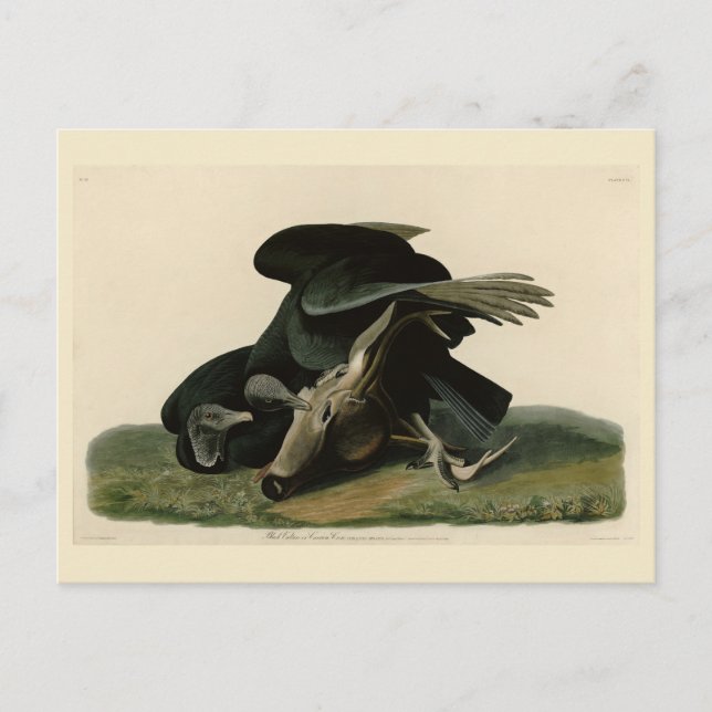 Schwarzer Vulture von Audubons Vögeln in Amerika Postkarte (Vorderseite)