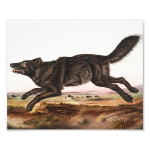 Schwarzer Wolf (Canis lupus) Illustration Fotodruck