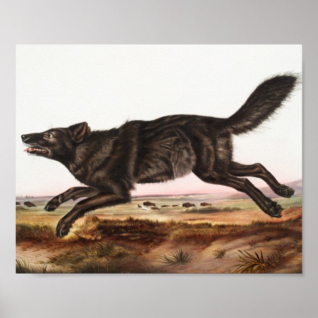 Schwarzer Wolf (Canis lupus) Illustration Poster (Vorne)